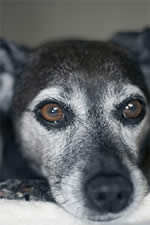 Little Bit, the good dog.