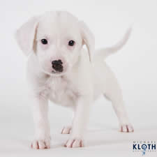Cute puppy