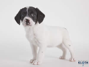 Cute puppy