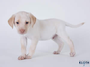 Cute puppy