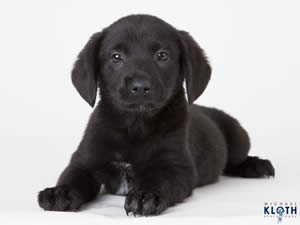 Cute puppy