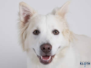 Like Grogan's dog, this Marley might be a bit of a trouble maker.